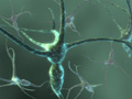 neurons